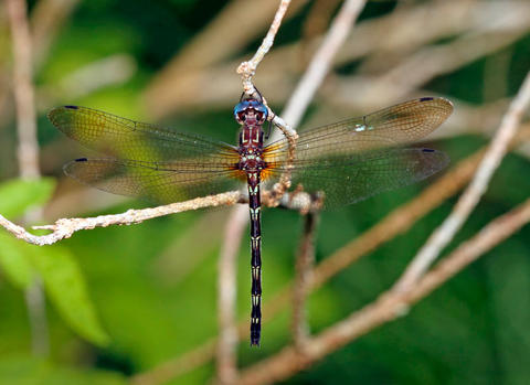 Macrothemis celeno (Antillean Sylph)